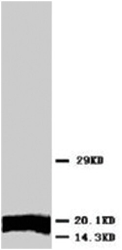 ATP5J, Rabbit, Polyclonal Antibody, Abnova 100&mu;g; Unlabeled:Antibodies,