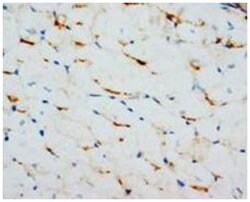 GJA1 Rabbit anti-Human, Mouse, Rat, Polyclonal Antibody, Abnova 100&mu;g;