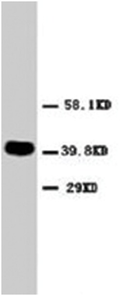 CXCR2 Rabbit anti-Human, Rat, Polyclonal Antibody, Abnova 100&mu;g; Unlabeled:Antibodies,
