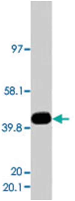 GAP43 Rabbit anti-Human, Mouse, Rat, Polyclonal Antibody, Abnova 100&mu;g;