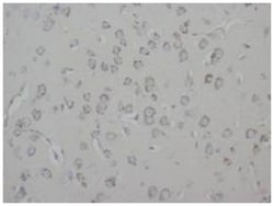GAP43 Rabbit anti-Human, Mouse, Rat, Polyclonal Antibody, Abnova 100&mu;g;
