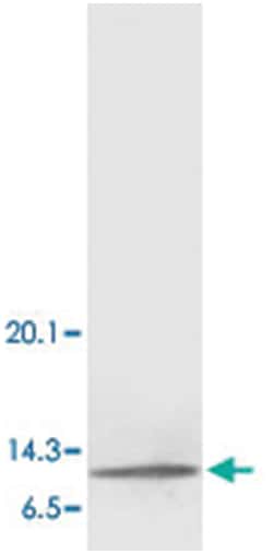 MIF Rabbit anti-Human, Rat, Polyclonal Antibody, Abnova 100&mu;g; Unlabeled:Antibodies,