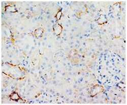 MIF Rabbit anti-Human, Rat, Polyclonal Antibody, Abnova 100&mu;g; Unlabeled:Antibodies,
