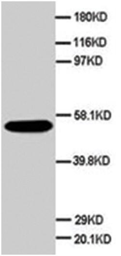 SCG3, Rabbit, Polyclonal Antibody, Abnova 100&mu;g; Unlabeled:Antibodies,