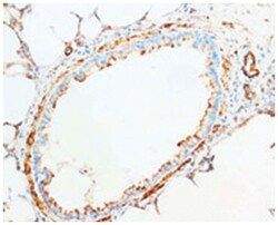 CYCS Rabbit anti-Human, Mouse, Rat, Polyclonal Antibody, Abnova 100&mu;g;