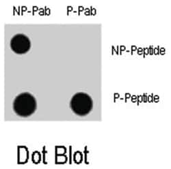 MAP1LC3A (phospho S12), Rabbit anti-Human, Polyclonal Antibody, Abnova 400 &mu;L | Buy Online | Abnova Corporation | Fisher Scientific