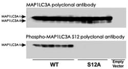 MAP1LC3A (phospho S12), Rabbit anti-Human, Polyclonal Antibody, Abnova 400 &mu;L | Buy Online | Abnova Corporation | Fisher Scientific