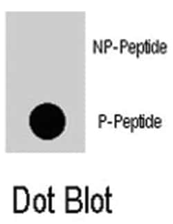 RGS19, Rabbit, Polyclonal Antibody, Abnova 400&mu;L; Unlabeled:Antibodies,