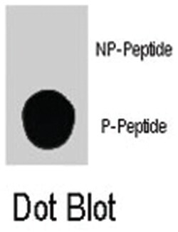 PIK3C3 (phospho S164), Rabbit anti-Human, Polyclonal Antibody, Abnova 400&mu;L;