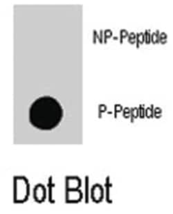 RAF1 (phospho S259), Rabbit anti-Human, Polyclonal Antibody, Abnova 400&mu;L;