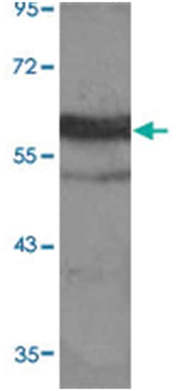 RELA (phospho T254), Rabbit anti-Human, Mouse, Rat, Polyclonal Antibody,