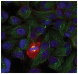 RELA (phospho T254), Rabbit anti-Human, Mouse, Rat, Polyclonal Antibody,