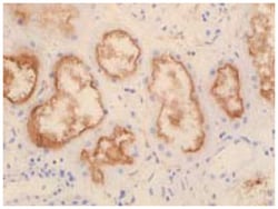 SLC22A11, Rabbit, Polyclonal Antibody, Abnova 20&mu;g; Unlabeled:Antibodies,