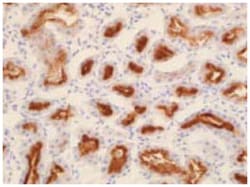 Slc3a1, Rabbit, Polyclonal Antibody, Abnova 25&mu;g; Unlabeled:Antibodies,