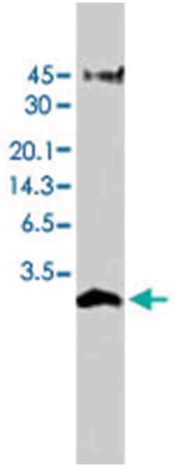 Humanin Rabbit anti-Human, Polyclonal Antibody, Abnova 25 &mu;g | Buy Online | Abnova Corporation | Fisher Scientific