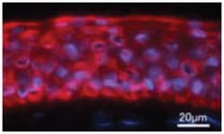 keratin 12, Rabbit, Polyclonal Antibody, Abnova 25 &mu;g | Buy Online | Abnova Corporation | Fisher Scientific