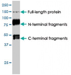 Sulf1, Rabbit, Polyclonal Antibody, Abnova 50&mu;g; Unlabeled:Antibodies,