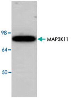 MAP3K11 Rabbit anti-Human, Mouse, Rat, Polyclonal Antibody, Abnova 100&mu;g;