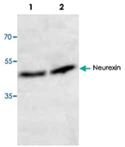 Nrxn1/Nrxn2/Nrxn3, Rabbit, Polyclonal Antibody, Abnova 100&mu;L; Unlabeled:Antibodies,