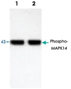MAPK14 (phospho T180/Y182), Rabbit anti-Human, Mouse, Rat, Polyclonal Antibody,