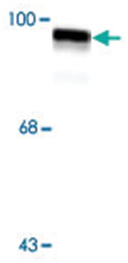 Dynamin, Rabbit, Polyclonal Antibody, Abnova 100&mu;L; Unlabeled:Antibodies,