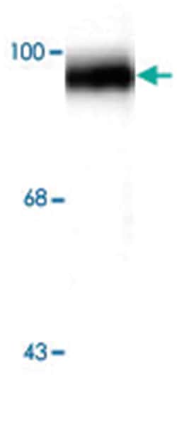 Grasp Rabbit anti-Bovine, Dog, Human, Mouse, Rat, Polyclonal Antibody,