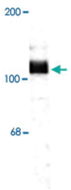 App Rabbit anti-Chicken, Dog, Human, Mouse, Primates, Rat, Polyclonal Antibody,