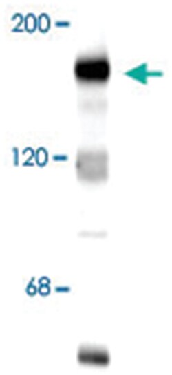 Grin2b Rabbit anti-Bovine, Chicken, Dog, Human, Mouse, Primates, Rat, Polyclonal