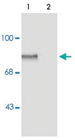 MARCKS (phospho S152/S156), Rabbit, Polyclonal Antibody, Abnova 100&mu;L;