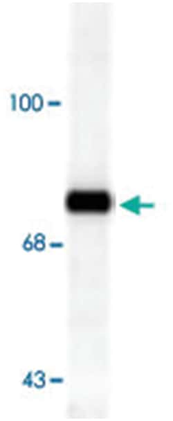 RPH3A (phospho S234), Rabbit anti-Mouse, Rat, Polyclonal Antibody, Abnova