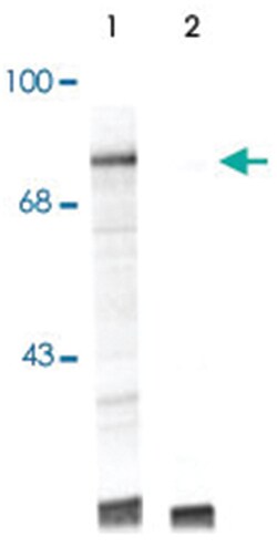 Raf1 (phospho S301), Rabbit, Polyclonal Antibody, Abnova 100&mu;L; Unlabeled:Antibodies,