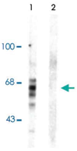 MAPT (phospho S416), Rabbit, Polyclonal Antibody, Abnova 100&mu;L; Unlabeled:Antibodies,