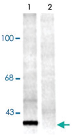 14-3-3 protein (phospho S58), Rabbit, Polyclonal Antibody, Abnova 100&mu;L;