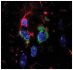 14-3-3 protein (phospho S58), Rabbit, Polyclonal Antibody, Abnova 100&mu;L;