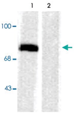 SYN1 (phospho S603), Rabbit, Polyclonal Antibody, Abnova 100&mu;L; Unlabeled:Antibodies,