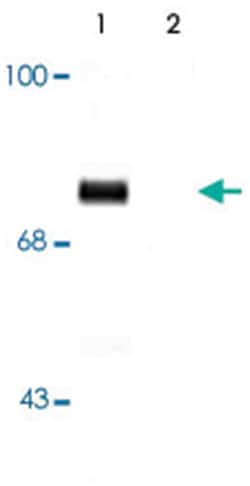 SYN1 (phospho S9), Rabbit, Polyclonal Antibody, Abnova 100&mu;L; Unlabeled:Antibodies,