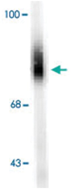 DBH Sheep anti-Human, Primates, Polyclonal Antibody, Abnova 100&mu;L; Unlabeled:Antibodies,