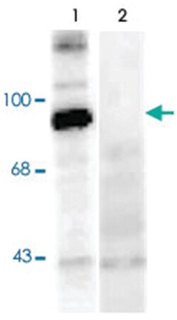 dynamin (phospho S774), Sheep, Polyclonal Antibody, Abnova 100 &mu;L | Buy Online | Abnova Corporation | Fisher Scientific