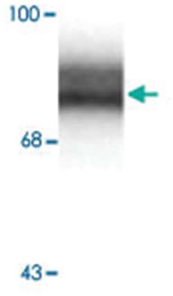 SYN1 Rabbit anti-Bovine, Human, Mouse, Rat, Polyclonal Antibody, Abnova