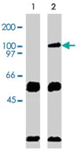 VAV2 Sheep anti-Human, Polyclonal Antibody, Abnova 250&mu;g; Unlabeled:Antibodies,