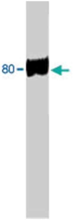 Abnova Corporation&nbsp;Dab1 Sheep anti-Mouse, Polyclonal Antibody, Abnova&trade;