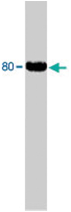 Dab1 Sheep anti-Mouse, Polyclonal Antibody, Abnova 250&mu;g; Unlabeled:Antibodies,