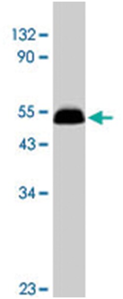 GFRA2 Rabbit anti-Human, Mouse, Rat, Polyclonal Antibody, Abnova 100&mu;g;