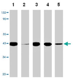 Gfra3 Rabbit anti-Human, Mouse, Rat, Polyclonal Antibody, Abnova 100&mu;g;