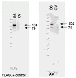 ABCB6 Rabbit anti-Dog, Human, Polyclonal Antibody, Abnova 100&mu;g; Unlabeled:Antibodies,