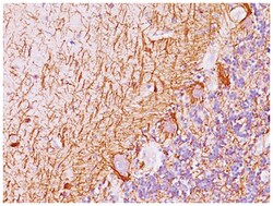NF-H Mouse, Clone: SPM563, Novus Biologicals:Antibodies:Primary Antibodies