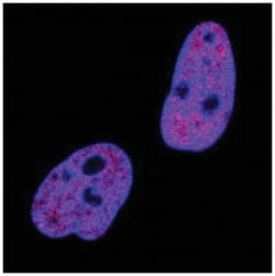 53BP1 Antibody (1285A) - Azide and BSA Free, Novus Biologicals 25&mu;g;