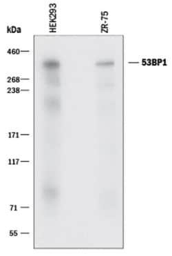 53BP1 Antibody (1285A) - Azide and BSA Free, Novus Biologicals 25&mu;g;