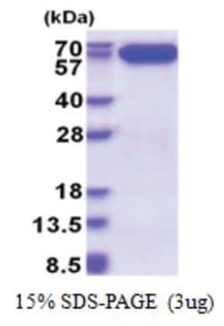 Novus Biologicals&trade;&nbsp;Recombinant Human AIF His Protein