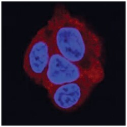 Apolipoprotein E3/ApoE3 Antibody (960319) - Azide and BSA Free, Novus Biologicals